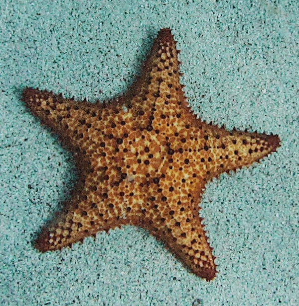 Starfish